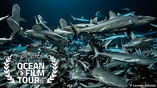 International OCEAN FILM TOUR Volume 6  700 SHARKS [upl. by Ater107]