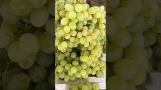 Green Grape Picking sh shortsasmr fruit grape shortsfruits pickingfruit [upl. by Machutte]