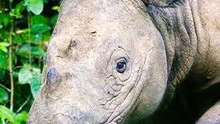 Sumatran Rhinoceros Grunt 🦏 🔊 [upl. by Jess]