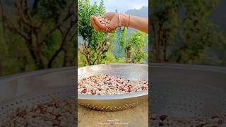 different types of lentils ❤️ pahadi pahadiculture viralvideo natural naturalview [upl. by Treblih469]