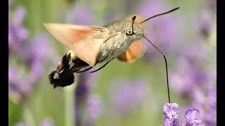 SONY RX10 IV slomo 250 fps Taubenschwänzchen Macroglossum stellatarum [upl. by Fredi]