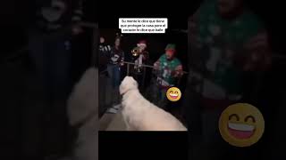 Mira lo que este perrito hace al escuchar cancion de navidad [upl. by Adnilahs360]