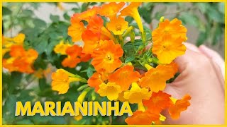 MARIANINHA  STREPTOSOLEN JAMESONII Aprenda como cultivar a Marianinha um arbusto de flores lindas [upl. by Neenahs308]