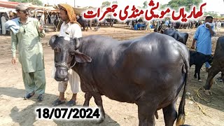 kharian maweshi mandi 18 jul 2024janwarmandi pkShazar Riaz official [upl. by Bohon]