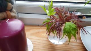 Rooting japanese maple in water [upl. by Amandie984]