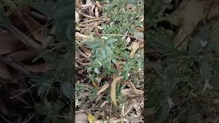 gardening plants kalmegh youtubeshorts shortvideo [upl. by Marquita]