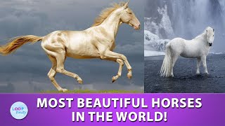 Most Beautiful Horses in the World [upl. by Portwine63]