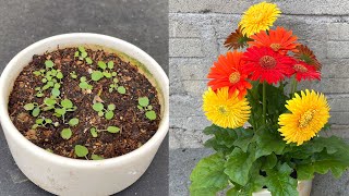 How to breed Gerbera jamesonii flowers with 3 colors on 1 plant [upl. by Aurie]