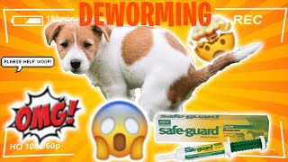 How to Deworm a Puppy Yourself At Home QUICK AND EASY See Fast Results In 3 Days [upl. by Sotos]