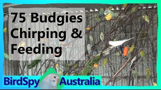 75 Budgies Chirping Singing Playing and Feeding  BirdSpyAus [upl. by Naejamron]