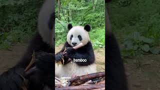 Why Do Pandas Eat 50 KG of Bamboo Every Day [upl. by Senalda]