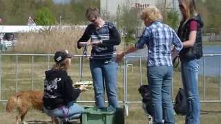 Workshop Hersenwerk voor Honden [upl. by Derf]