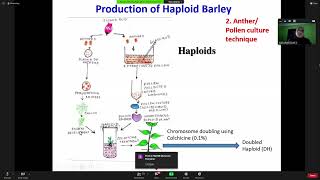 Meiotic Behaviour amp Cytological Consequences  Haploid amp Autotriploid [upl. by Averyl]