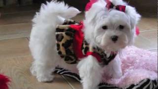 Teacup Maltese ADORABLE LOVING LORI Dallas Texas Maltese For sale [upl. by Ennahgiel838]