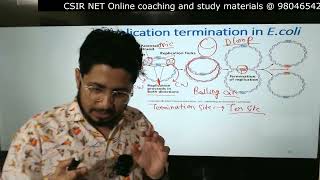 DNA replication termination in prokaryotes [upl. by Eelarat]