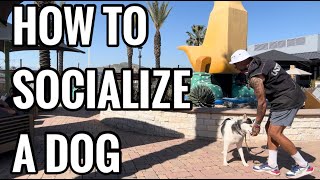 HOW TO SOCIALIZE A DOG the right way [upl. by Winshell]