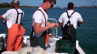 ladyfish and spanish mackerel [upl. by Nadnarb]