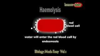 What is haemolysis [upl. by Wilen]