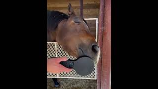 IT IS TIMEFor The HoofLink System horse horses equestrian funny funnyvideo memes wellness [upl. by Evers]