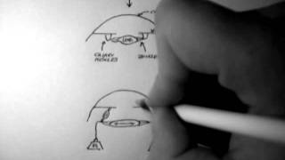 Ciliary Muscle Contraction [upl. by Nairahcaz]