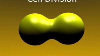 MUST WATCH 3d Animated Cell Division using Blender [upl. by Hillman966]