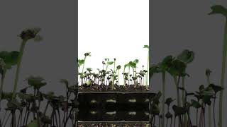 Time lapse of germinating microgreens mixed seeds [upl. by Carrick]