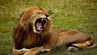 Leone che RuggisceLion Roaring 🦁 Sound Effecta amp Voices 🦁 [upl. by Langham]