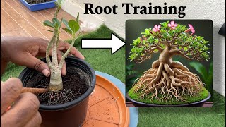 How to Train and Radiate Adenium Roots for Stunning Growth  StepbyStep Guide [upl. by Aicemed655]