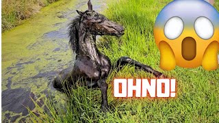 Horse in the ditch What happened Belles ditch adventure😱 Friesian Horses [upl. by Lehcor37]