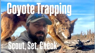 Coyote Trapping Scout Set amp Check How to Catch Coyotes in Ag Fields [upl. by Feldman219]