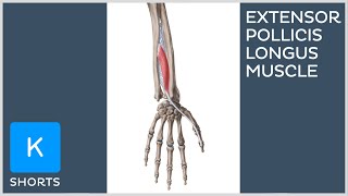 Extensor pollicis longus muscle in less than 1 minute  Kenhub shorts [upl. by Ttocserp]