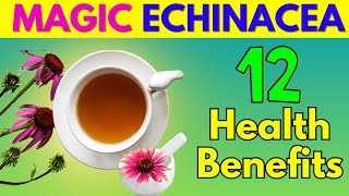 12 Health Benefits of Echinacea Tea You Need to Know Ultimate Guide [upl. by Nana239]