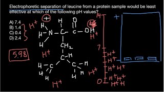 Electrophoretic separation of Amino Acids [upl. by Nonnah289]