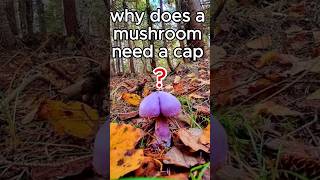 Why do mushrooms need caps facts nature shorts [upl. by Gersham]