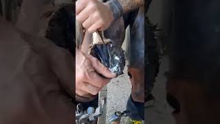 Farrier Life Shorts  vídeo viral [upl. by Araccot]