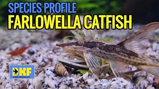 SPECIES PROFILE FARLOWELLA CATFISH [upl. by Sclater]