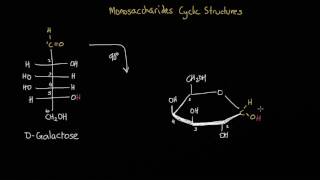 Converting an open chain monosaccharide into its cyclic structure [upl. by Llennor]