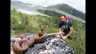 Una VIPERA sulle ALPI il MARASSO [upl. by Marv]