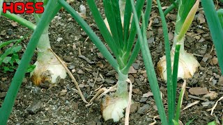 3 THINGS YOU MUST KNOW ABOUT GROWING ONIONS [upl. by Thenna]