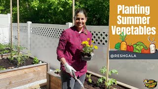 Raised Bed Gardening for Beginners Summer Vegetable Planting [upl. by Dani]