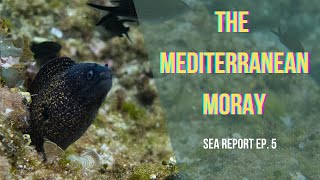 Hide and Seek with the MEDITERRANEAN MORAY Muraena helena  Sea Report ep 5 [upl. by Francklyn]