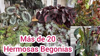 Hablemos de Begonias más de 20 hermosas variedades [upl. by Enner]