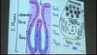 Dr Gihan Pylorus of Stomach 27102013 [upl. by Anelrahc]