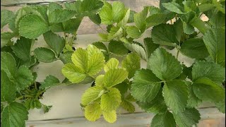 Reasons Your Plants are Turning Yellow  How to Fix It [upl. by Ahsias]