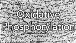 Respiration Oxidative Phosphorylation [upl. by Riplex]