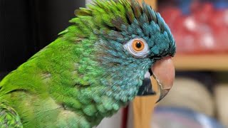 Conure Talking amp Sounds  Blue Crown Conure Parrot Singing amp Dancing [upl. by Vladi466]