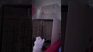 Ginger amp Snowflake  cute funny cats  gatos  gatti  chats  katzen  katten  koty  котики [upl. by Melone]