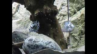 AMERICAN CICHLIDS Breeding fryCryptoheros spquotHonduran red pointquotCICLIDI AMERICANIRiproduzione [upl. by Suryc]