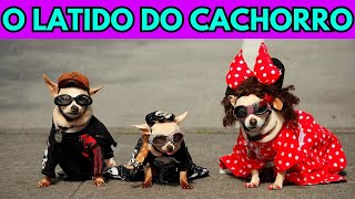 Cachorro Latindo  Latido De Cachorro  Barulho De Cachorro  Som Para Cachorro  Dogs Barking 🐶💙🐶 [upl. by Trauts]