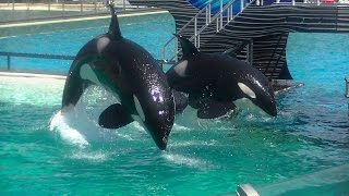 One Ocean Full showFull HD Sept 13 2014  12pm SeaWorld San Diego [upl. by Gould67]